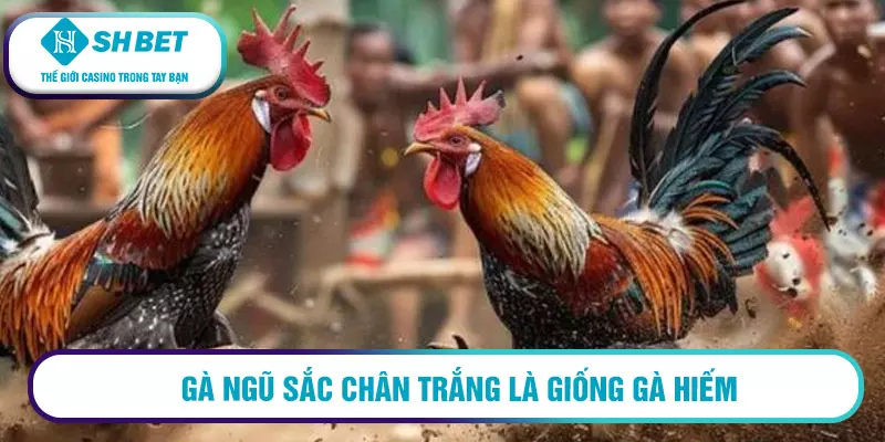 Gà ngũ sắc chân trắng có phải linh kê? Cách nhận diện 1 Gà ngũ sắc chân trắng là giống gà hiếm
