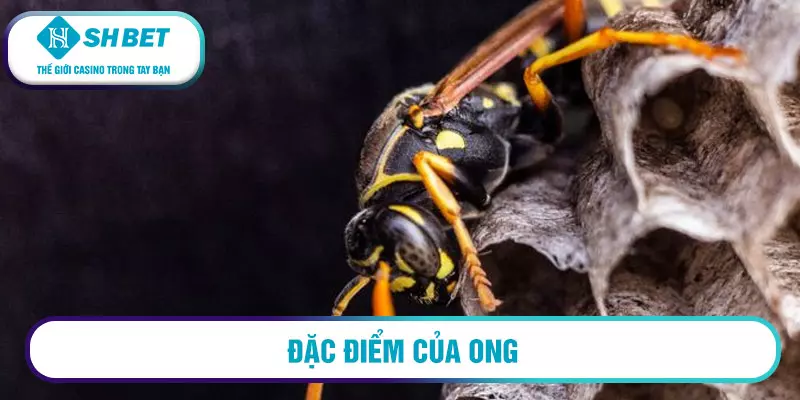 Mơ thấy tổ ong có điềm báo gì? Giải mã giấc mơ ngay hôm nay! 13 Đặc điểm của ong